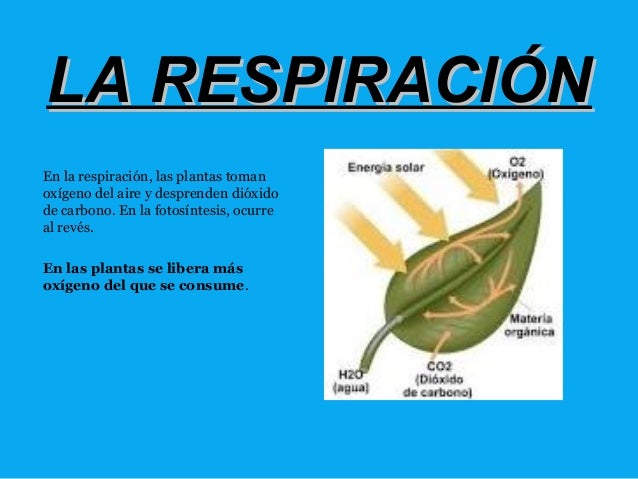 oxigeno en las plantas oxigeno en las plantas